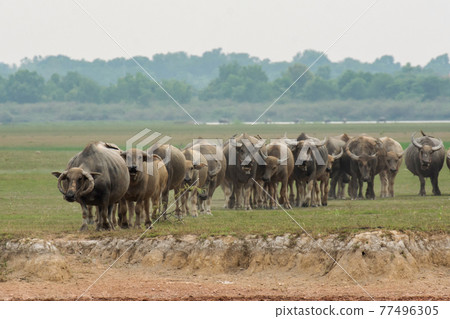 Buffaloes eating grass on grass field riverside. 77496305