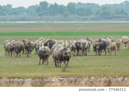 Buffaloes eating grass on grass field riverside. 77496311