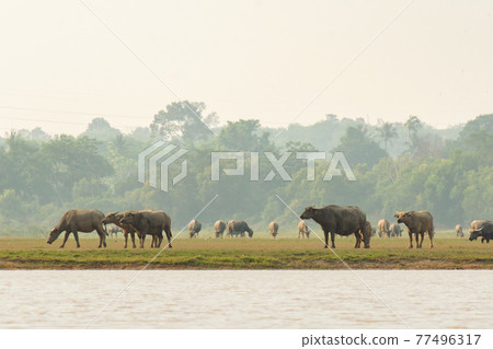 Buffaloes eating grass on grass field riverside. Buffaloes eating grass on grass field riverside. 77496317