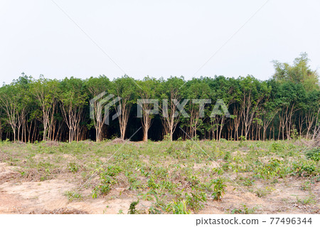 Row of para rubber tree. Rubber plantation background. Row of para rubber tree. Rubber plantation background. 77496344