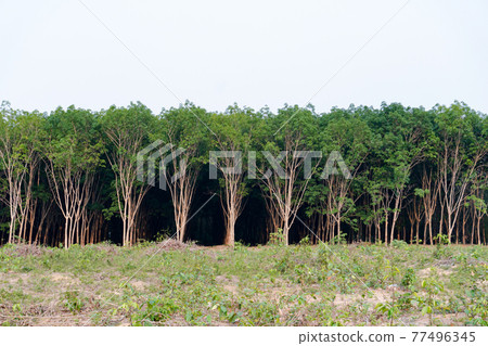 Row of para rubber tree. Rubber plantation background. Row of para rubber tree. Rubber plantation background. 77496345