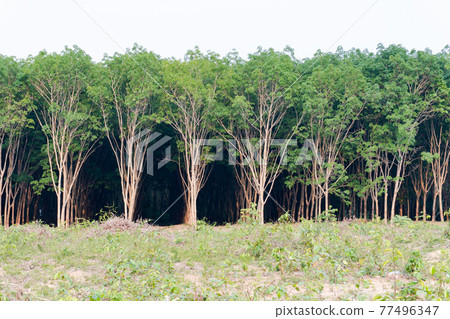 Row of para rubber tree. Rubber plantation background. Row of para rubber tree. Rubber plantation background. 77496347