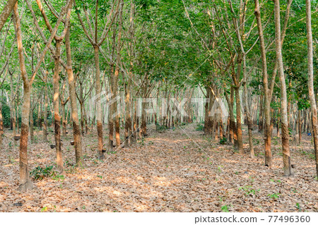 Row of para rubber tree. Rubber plantation background. 77496360