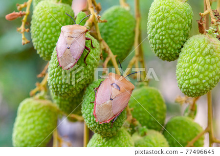 Brown marmorated stink bug (Halyomorpha halys) on green  lychee fruits 77496645