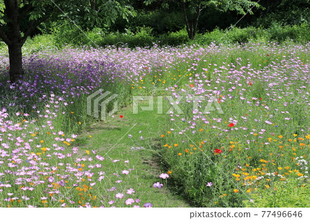 花 花 77496646