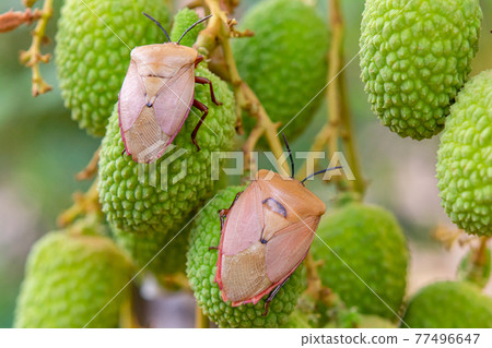 Brown marmorated stink bug (Halyomorpha halys) on green lychee fruits Brown marmorated stink bug (Halyomorpha halys) on green lychee fruits 77496647