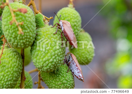 Brown marmorated stink bug (Halyomorpha halys) on green lychee fruits Brown marmorated stink bug (Halyomorpha halys) on green lychee fruits 77496649