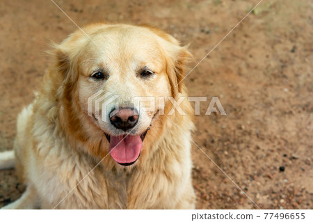 Closeup portrait of Golden retriever dog Closeup portrait of Golden retriever dog 77496655