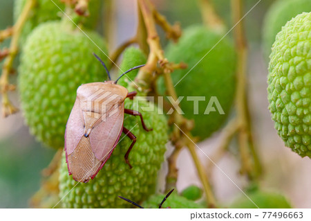 Brown marmorated stink bug (Halyomorpha halys) on green lychee fruits Brown marmorated stink bug (Halyomorpha halys) on green lychee fruits 77496663