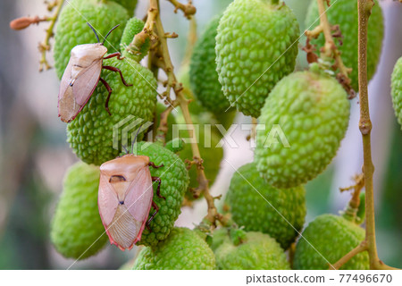 Brown marmorated stink bug (Halyomorpha halys) on green  lychee fruits 77496670