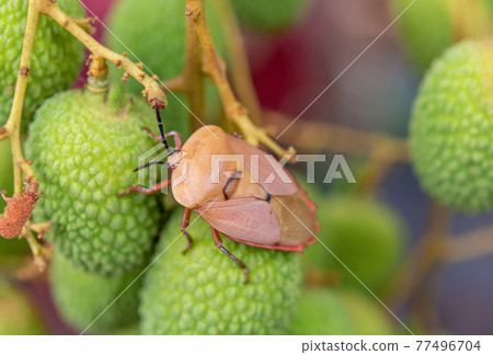 Brown marmorated stink bug (Halyomorpha halys) on green  lychee fruits 77496704