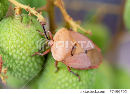 Brown marmorated stink bug (Halyomorpha halys) on green  lychee fruits 77496705