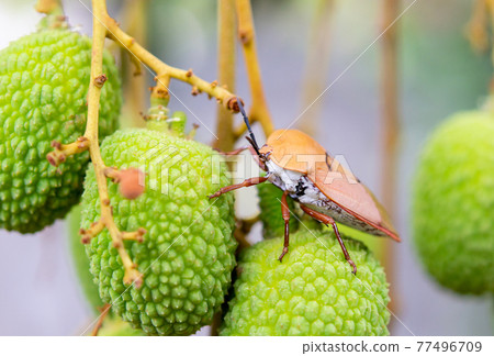 Brown marmorated stink bug (Halyomorpha halys) on green  lychee fruits 77496709