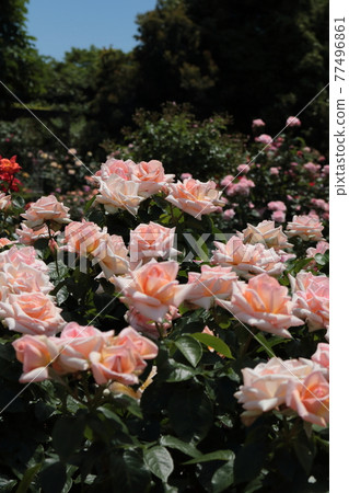Rose [at Yatsu Rose Garden] 77496861