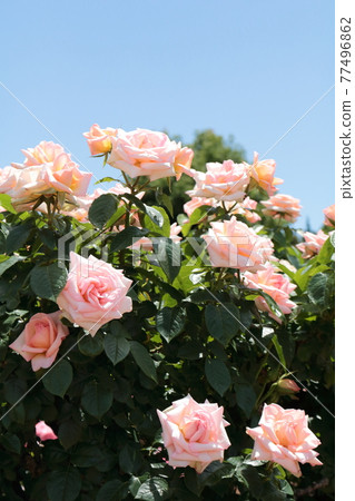 Rose [at Yatsu Rose Garden] 77496862