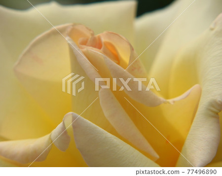 Rose petals [at Yatsu Rose Garden] 77496890