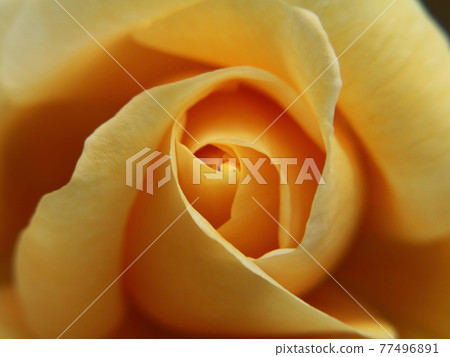 Rose petals [at Yatsu Rose Garden] 77496891