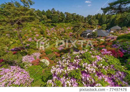 Azalea Festival of Shiofune Kannon Temple Azalea Festival of Shiofune Kannon Temple 77497476