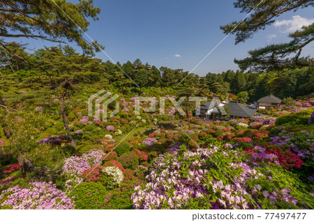 Azalea Festival of Shiofune Kannon Temple Azalea Festival of Shiofune Kannon Temple 77497477