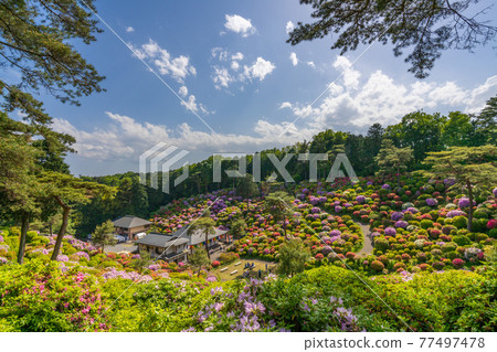 Azalea Festival of Shiofune Kannon Temple Azalea Festival of Shiofune Kannon Temple 77497478