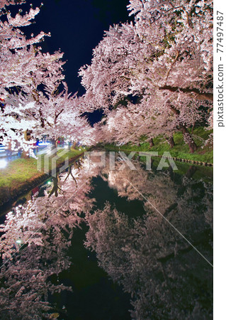 沿外堀的弘前公園點亮了青森縣弘前市的櫻花 77497487