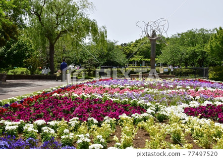 Fujisawa City, Kanagawa Prefecture Nagakubo Park Flower Promenade and Fresh Green 77497520