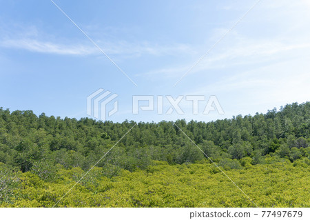 Landscape green forest in the blue sky background. 77497679