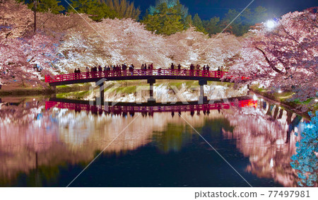 Hirosaki Park Nishibori Shunyobashi Night Cherry Blossoms Illuminated Hirosaki City, Aomori Prefecture 77497981