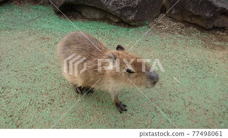 水豚的寶貝 77498061