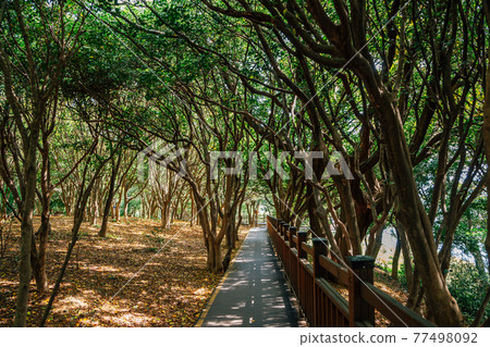 Odongdo island forest road in Yeosu, Korea 77498092