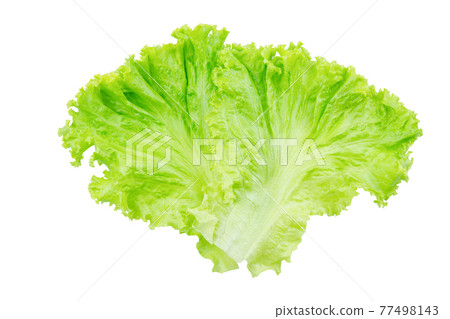Lettuce. Salad leaf isolated on white background with clipping path Lettuce. Salad leaf isolated on white background with clipping path 77498143