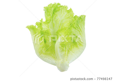 Lettuce. Salad leaf isolated on white background with clipping path Lettuce. Salad leaf isolated on white background with clipping path 77498147