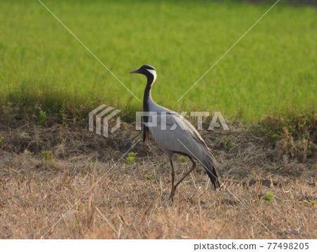 飛來的少女起重機 77498205