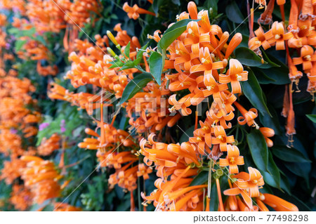 Orange flowers fire cracker vine, Flame flower, Flame vine, Orange trumpet 77498298