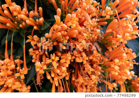 Orange flowers fire cracker vine, Flame flower, Flame vine, Orange trumpet Orange flowers fire cracker vine, Flame flower, Flame vine, Orange trumpet 77498299