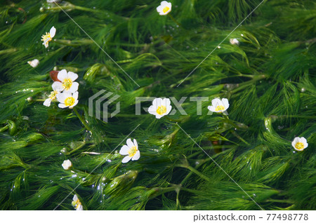 Baikamo Baikamo 77498778