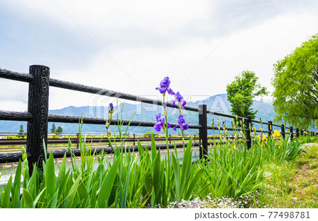鳶尾花盛開的春天安曇野 鳶尾花盛開的春天安曇野 77498781