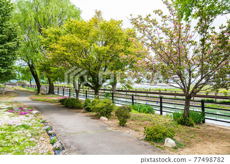 新鮮的綠色安曇野採摘壩智天社廣場 77498782