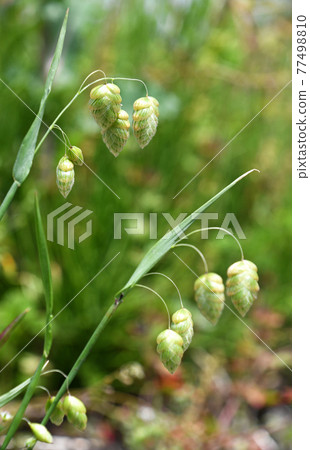 Cobanx (Oryza grass) 77498810