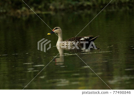 Spot billed duck, Anas poecilorhyncha, Mumbai, Maharashtra, India Spot billed duck, Anas poecilorhyncha, Mumbai, Maharashtra, India 77498846