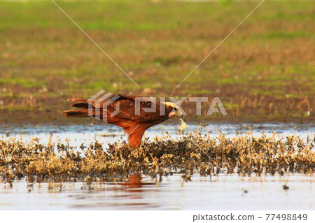 Marsh Harrier with Kill, Bhigwan, Maharashtra, India Marsh Harrier with Kill, Bhigwan, Maharashtra, India 77498849