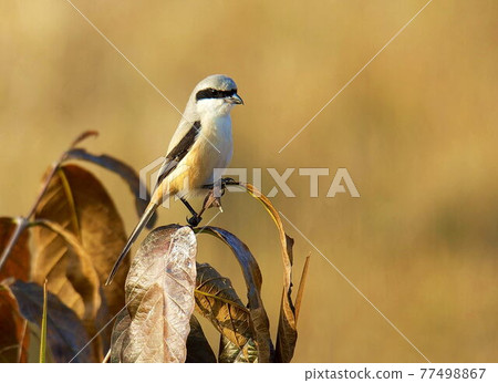 Long-tailed Shrike, Lanius schach, Bandhavgarh National Park, Madhya Pradesh, India 77498867