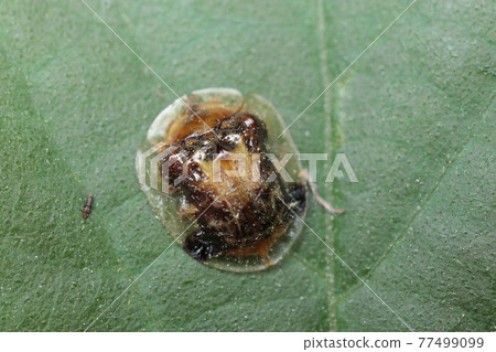 Ichimonji Cameloticus 77499099