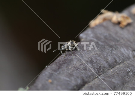 Juji Chibi Shigizoumushi Juji Chibi Shigizoumushi 77499100