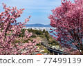 Okame Sakura and Odoriko (Ishibashi Railway Bridge) Okame Sakura and Odoriko (Ishibashi Railway Bridge) 77499139