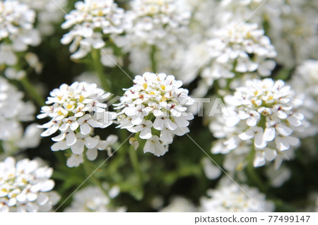 Iberis 可愛的白花 Iberis 可愛的白花 77499147