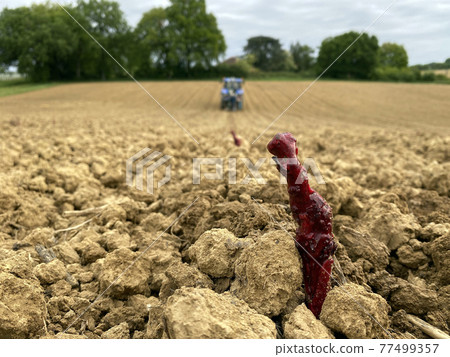 close up cuttings grapes in paraffin wax planted in plowed ground 77499357