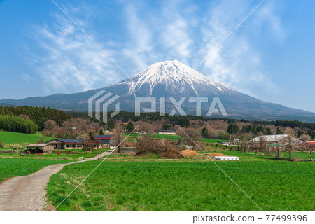Mt. Fuji and Farmland Mt. Fuji and Farmland 77499396