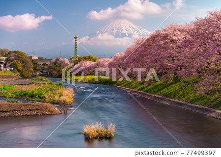 Mt. Fuji, Japan spring landscape Mt. Fuji, Japan spring landscape 77499397