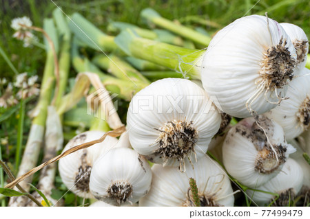 在菜園收穫大蒜 77499479